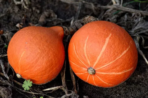 Vista 2 de Calabaza naranja dulce de forma única con unas 30 semillas de calabaza sin OMG