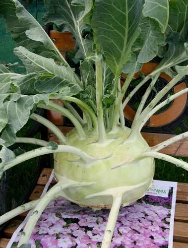 Vista 2 de Bienal Colinabo Gigante Col Verde No GMO Heirloom
