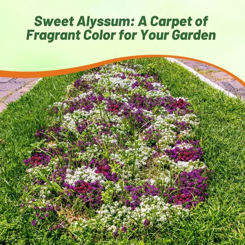 Vista 6 de Outsidepride 2000 Seeds Anual Alyssum Easter Bonnet Ground Cover & Flower Seed Mix