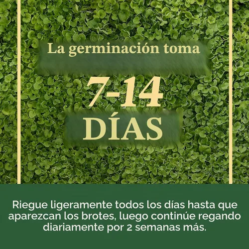 Vista 10 de O.M. Scott & Sons Semilla de Dichondra, 1.5 libras.