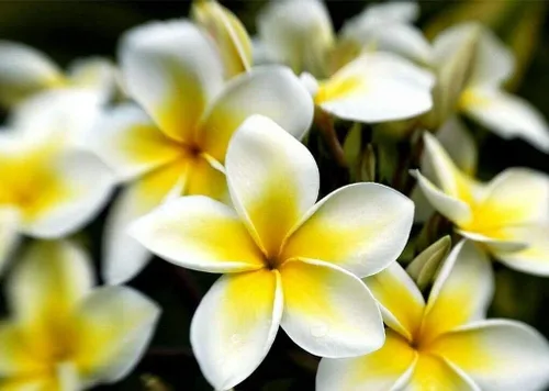 Vista 3 de Semillas de Plumeria de Colores Mixtos - Flor Lei Frangipani Mix Rosa Rojo Amarillo Blanco Jocad (10 Semillas)