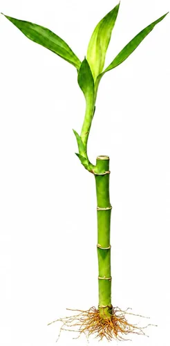 Vista 13 de Planta viva de bambú de la suerte, planta de interior de bambú rizado, Dracaena Sanderiana