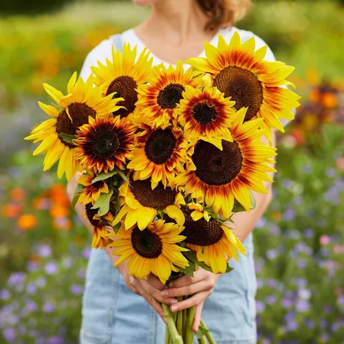 Vista 9 de Eden Brothers Semillas de girasol - Autumn Beauty