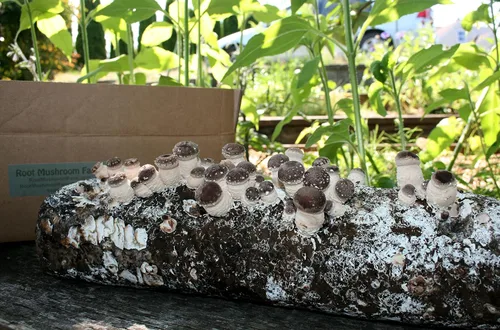 Vista 4 de Root Mushroom Farm - Kit de cultivo de hongos Shiitake: comienza de inmediato una vez recibido