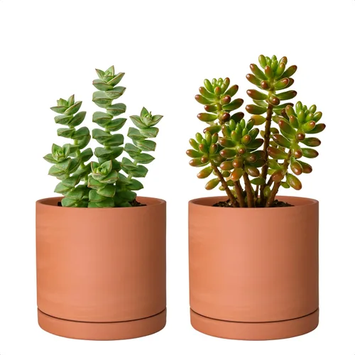 Vista 12 de D'vine Dev Maceta de Terracota Extra Pequeña de 4 Pulgadas con Orificio de Drenaje y Platillo, Maceta Cilíndrica Redonda para Plantas