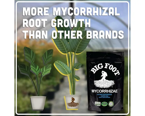 Vista 5 de Big Foot Mycorrhizae para Plantas, Plantas en Maceta y Jardines - Concentrado que se Disuelve Completamente en Agua, Fertilizante Orgánico Todo