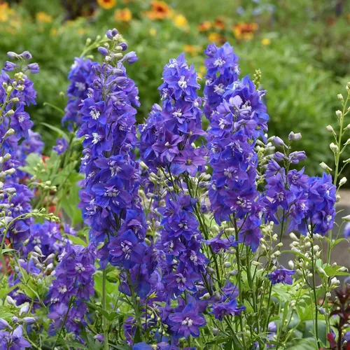 Vista 15 de Eden Brothers Semillas Delphinium - Campana Azul