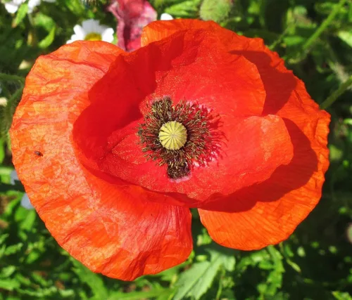 Vista 6 de TomorrowSeeds - Semillas de amapola de American Legion (amapola de maíz roja) - Más de 3000 unidades - para plantar amapolas de maíz rojo Flandes