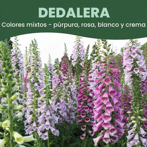 Vista 3 de Foxglove - Colores mixtos - 2,000 semillas para plantar - Temporada 2026 - Bolsa de 1/2 onza