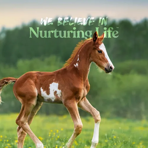 Vista 7 de Manna Pro Nurse All Multi-Species - Reemplazo de leche, bolsa de 3.5 libras Complete Nutrition - Sustituto de leche para terneros, corderos