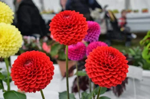Vista 5 de Semillas Dahlia Pompon Mix - Orgánico