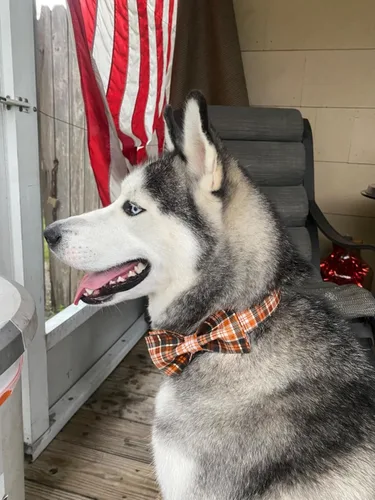 Vista 7 de Collar de Halloween para perro con moño de lionet paws - Lindo collar ajustable de moño de algodón para otoño con hebilla de metal para perro A: O &
