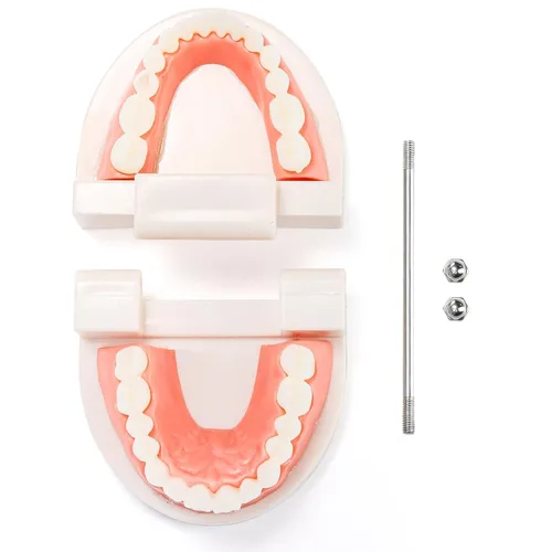 Vista 3 de ZENFUN Paquete de 6 modelos de dientes dentales, modelo de demostración dental para estudio, modelos de dientes estándar, modelo de boca