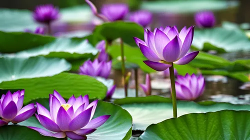 Vista 4 de 35 semillas de loto para plantar semillas de loto, semillas de plantas de flores de lirio acuático. Semillas de plantas de jardín sin OMG, planta