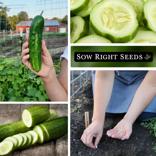 Vista 4 de Sow Right Seeds - Semillas de pepino Marketmore para plantar - Paquete de reliquia sin OMG con instrucciones para plantar y cultivar un huerto