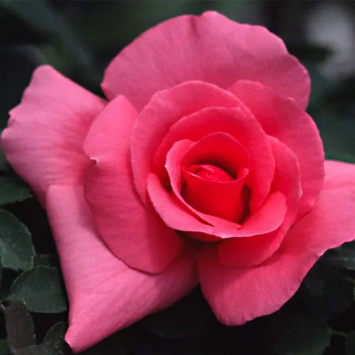 Vista 2 de Heirloom Roses Planta de rosas - Bailarina de campo rosa rosada, planta viva resistente para plantar al aire libre