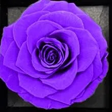 Vista 2 de Joyero de rosas eternas preservadas morado