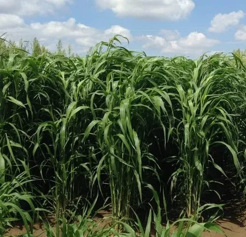 Vista 2 de Sorghum Sudangrass Sugar Grazer II Semilla (1 Lb.)