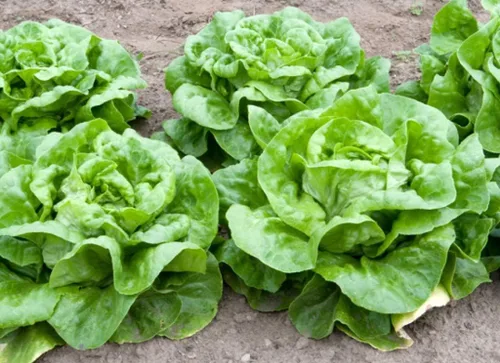 Vista 6 de Seeds May Queen Butterhead Lechuga sin OMG reliquia