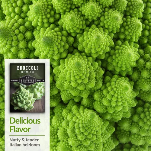 Vista 4 de Romanesco - Semillas de brócoli para plantar, vegetales exóticos italianos tradicionales con cabezas en espiral únicas, alto rendimiento, cultivo