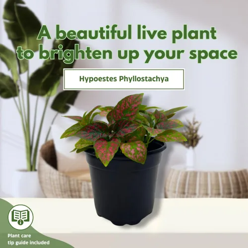 Vista 3 de BubbleBlooms Red Hypoestes Phyllostachya en una planta de flamenco de lunares de 4 pulgadas