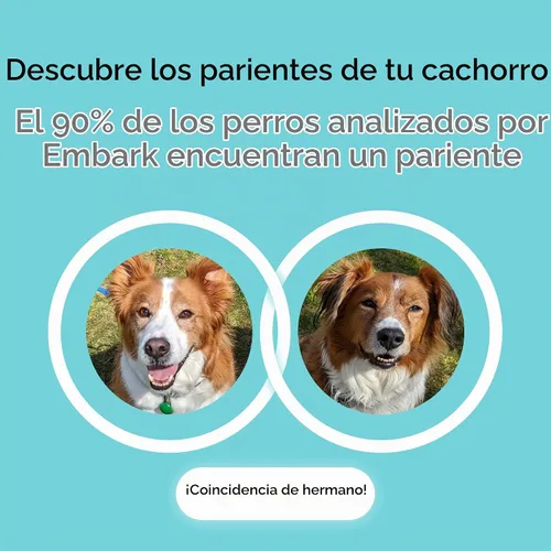 Vista 4 de Embark Prueba de ADN para perros de raza pura: más de 270 condiciones genéticas de salud, 55 rasgos físicos, coeficiente de endogamia (COI)