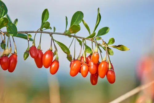 Vista 8 de 100 semillas de bayas de goji tibetanas del Himalaya FUERA DE POD - Wolfberry Shrub Bush Fruit