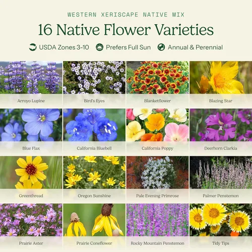 Vista 3 de Eden Brothers Native Western Xeriscape - Mezcla de semillas de flores
