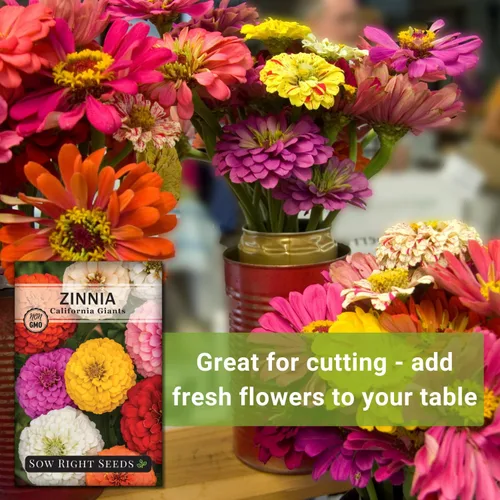 Vista 5 de Sow Right Seeds - Mezcla de semillas de zinnia de los Gigantes de California para plantar - Paquete de reliquia sin OMG para cultivar tu jardín
