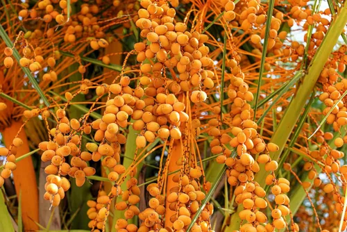 Vista 5 de 10 semillas comestibles de plantas de interior de árbol frutal de Coco Palm Jalea de Palma Pindo Butia Capitata