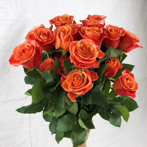 Vista 13 de Greenchoice Flowers - Rosas Rosa encendido