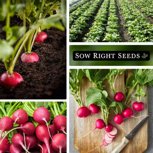 Vista 4 de Sow Right Seeds - Semilla de rábano Champion para plantar - Paquete de reliquia sin OMG con instrucciones para plantar un huerto casero - Cultiva