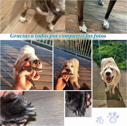 Vista 6 de Los mejores cortaúñas para perros sensibles a la ansiedad con uñas gruesas