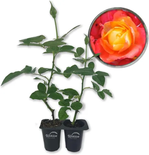 Vista 8 de Pinata Rose Bush - 1 planta de inicio vivo - Rosa Floribunda bellamente fragante - Una belleza versátil con grandes flores