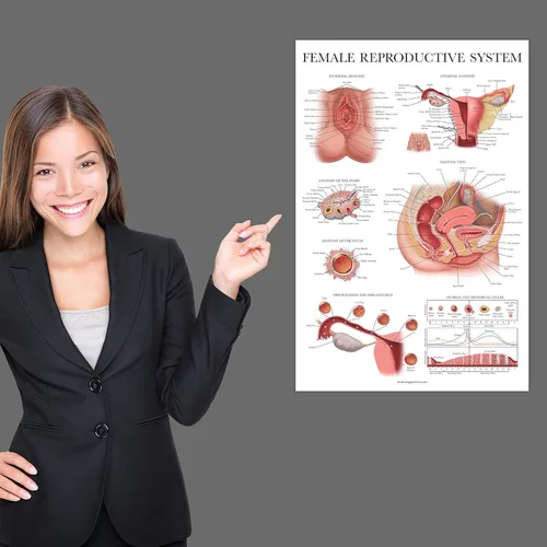 Vista 4 de Palace Learning Paquete de 2 gráficos anatómicos del sistema reproductivo masculino y femenino, juego de carteles de anatomía masculina y femenina