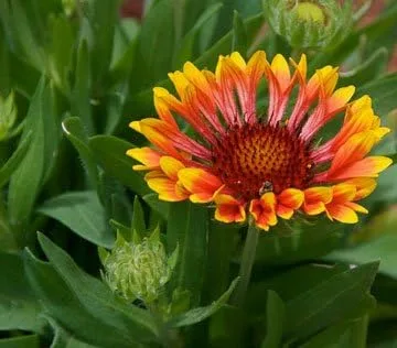 Vista 2 de Gaillardia - Manta india con diseño de flores de jardín de Seed Kingdom Bulk de 1 libra