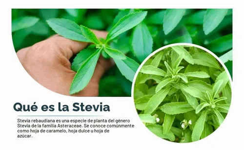 Vista 4 de Polvo de stevia verde de 1 libra (16 onzas) Sustituto de azúcar edulcorante natural sin calorías Cruda Sin conservantes Sin OMG - Néctar