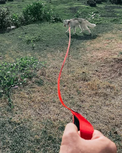 Vista 8 de Tuff Pupper Correa larga resistente para perros 20 pies Mango de hebilla Correa de entrenamiento para retiro de perros Correa de nailon