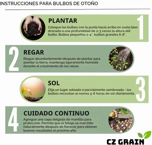 Vista 8 de 4 bulbos de gladiolos mixtos para plantar Coloridas flores de lirio de Cormos de siembra de primavera Flores altas de verano de colores mixtos