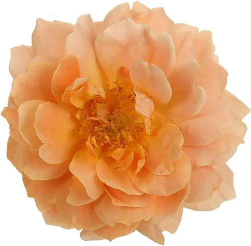 Vista 4 de Proven Winners - ROSA `AT LAST` (Rosa) Rosa, flores naranjas, #2 - Tamaño del contenedor