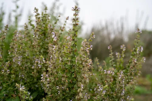 Vista 3 de Plant Good Seed Semillas orgánicas de salvia clara para plantar: hierba para cosméticos, flores moradas fragantes - Paquete de 50 semillas