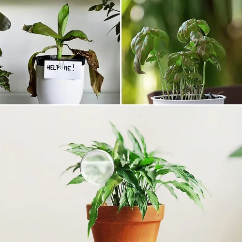 Vista 3 de AOPANDA Globos de riego para plantas, inserto de maceta de riego automático, bombillas de riego automático de plástico, gran capacidad, para plantas