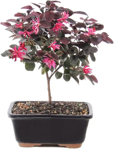 Vista 14 de Brussel's Bonsai - Árbol bonsái para interiores, Olla de cerámica, M Live Ficus Bonsai Tree, Indoor Houseplant, Ceramic Pot, 7-Year, Easy Care