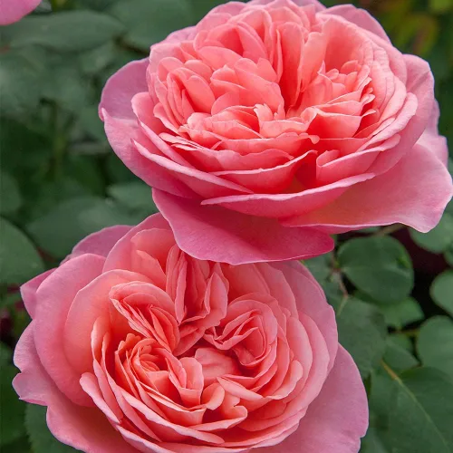 Vista 2 de Own-Root - Rosa de té híbrida Sweet Mademoiselle™ de un galón de Heirloom Roses