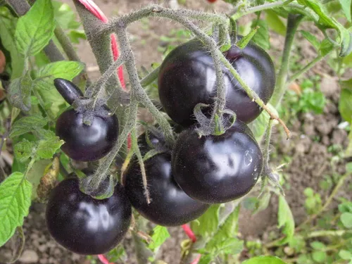 Vista 3 de Semillas Raras Tomate Indigo Rose American Blue Medium Vegetal para plantar Heirloom Non GMO