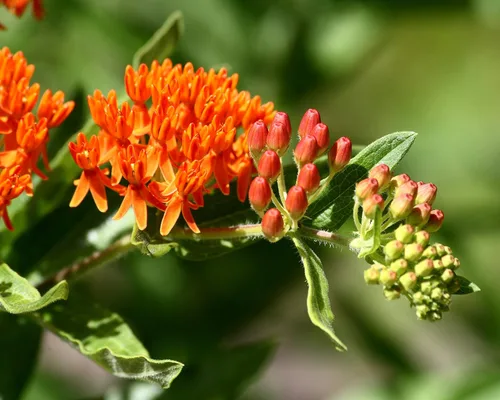 Vista 3 de Mariposa Maleza, Flores Semilla (Asclepias tuberosa) atrae Mariposas