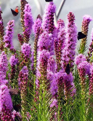 Vista 5 de Blazing Star Flower Gayfeather Liatris Spicata 50+ semillas para plantar