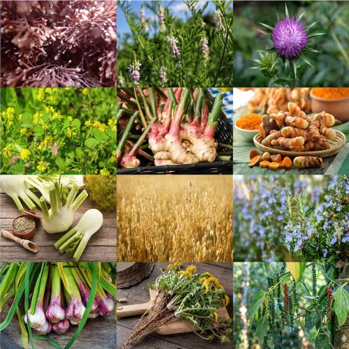Vista 3 de Las mejores tabletas de suplemento de lactancia orgánicas - Goats Rue, Cardo de leche bendito, fenogreco - Aprobado por consultores de lactancia