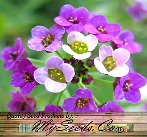 Vista 8 de MySeeds.Co - Paquete grande – (60,000 +) semillas de alfombra real Alyssum – Lobularia maritima fragante – Atrae abejas melíferas y mariposas
