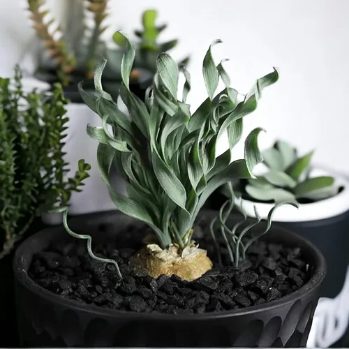 Vista 9 de 200 PIEZAS/BOLSA Suculentas Verdes para Bonsái DIY y Flores en Maceta - Delicia Vibrante del Jardín